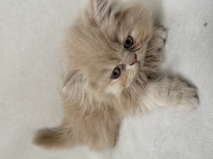 2 chats persans race pure