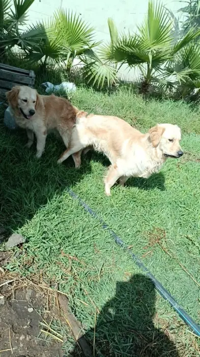 Golden Retriver