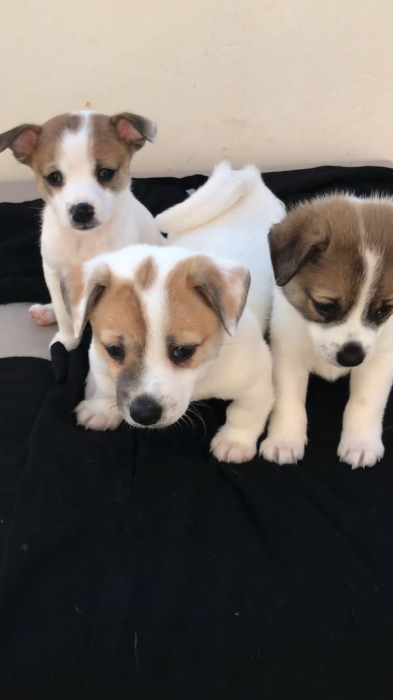 جاك راسل🐶  Jack Russell