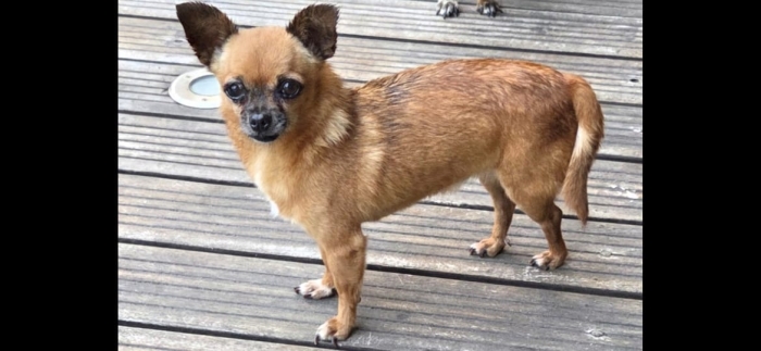 Adoption chihuahua croisée pinscher