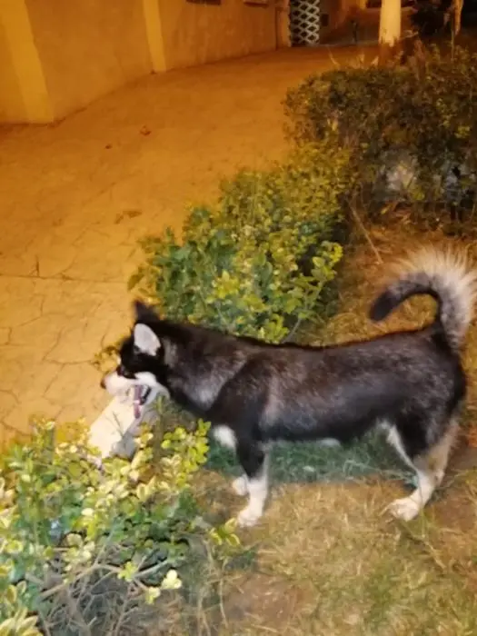 Hasky malamout sibérien