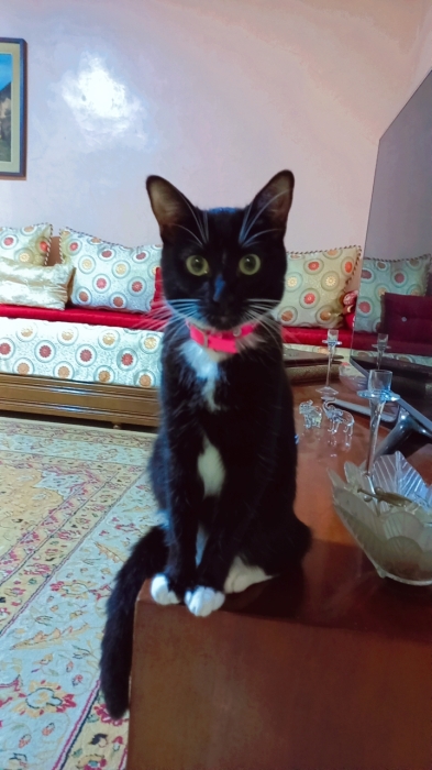 Châteaux pour adopter