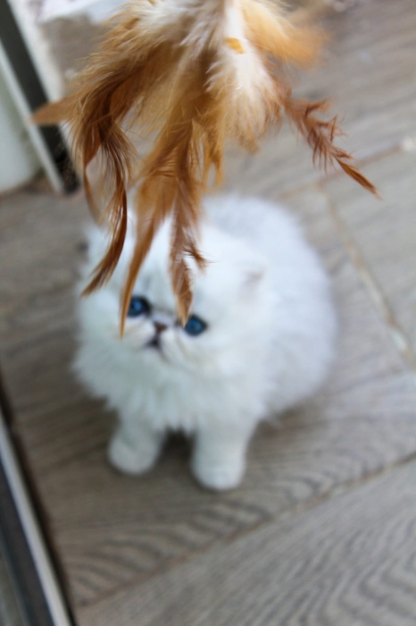 Femelle persan chinchilla