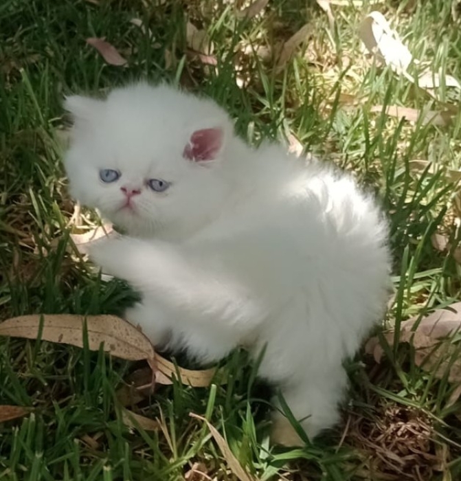 Femelle himalayen orange points