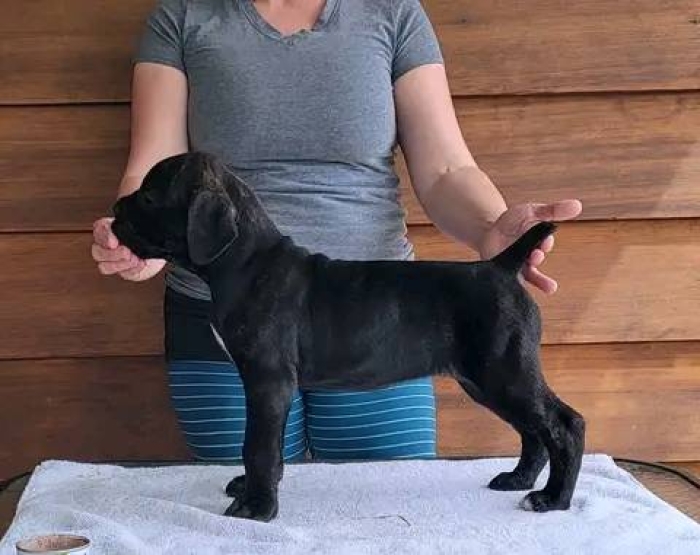 Chiot Cane Corso de race pure