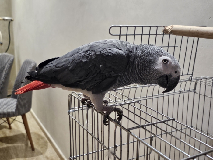 Perroquet gris gaboni
