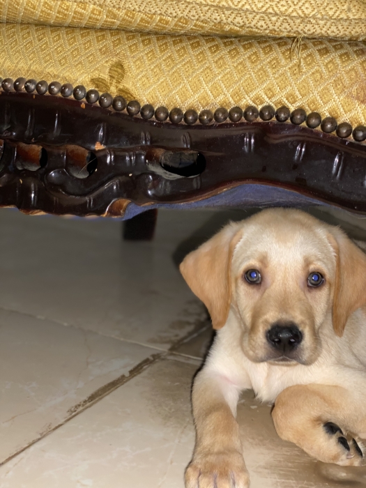 Labrador 3 mois, vacciné