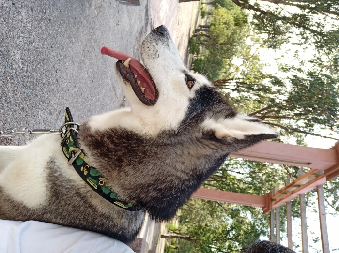 Husky pour adoption