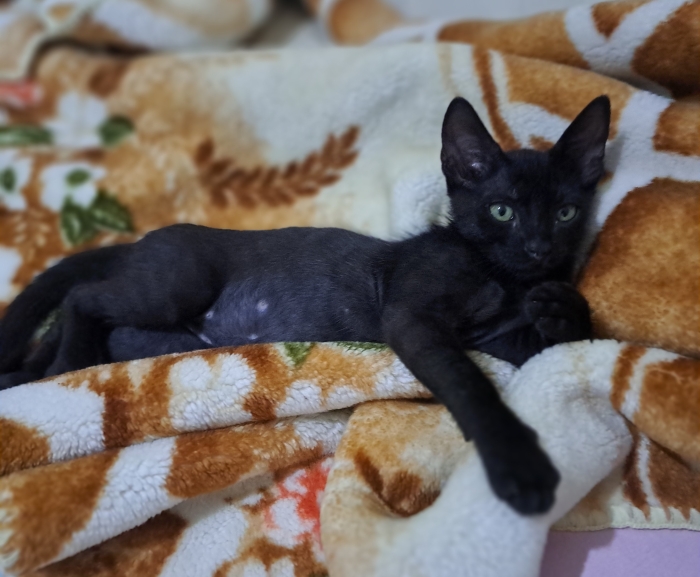 À adopter : Michou, chaton joueur ! 🐾- Chat noir