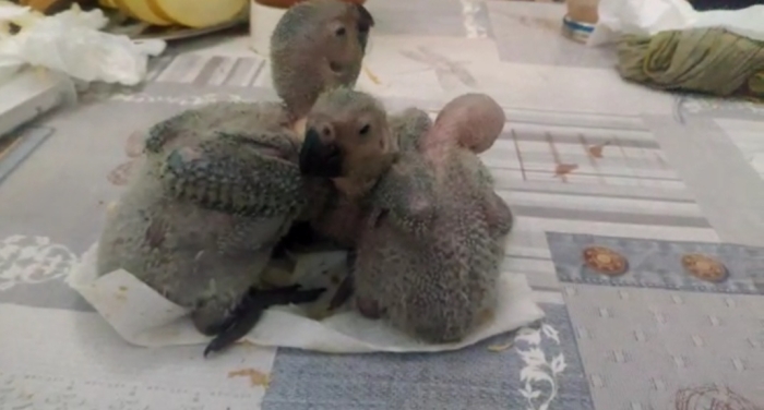 Perroquet Bébe gris du gabon