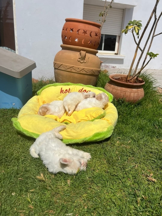 Bichon Havanais 🎊