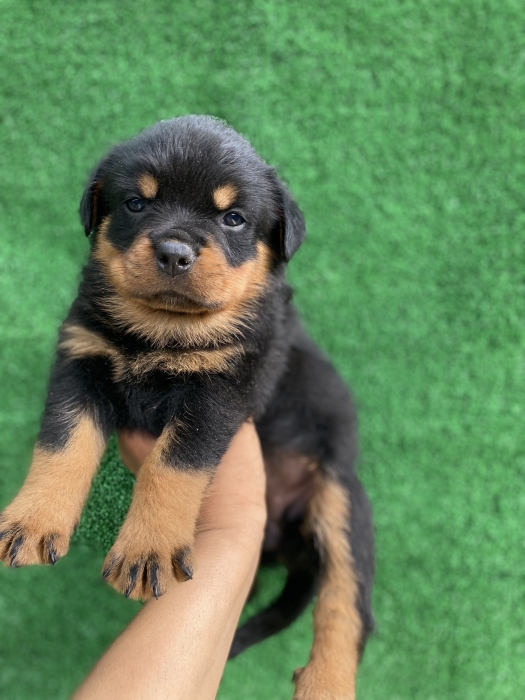 Chiot Rottweiler pedigree