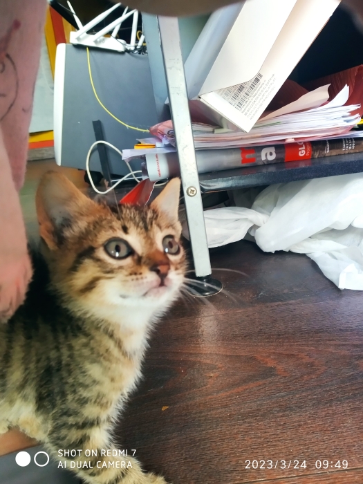 Petit Guster cherche une famille