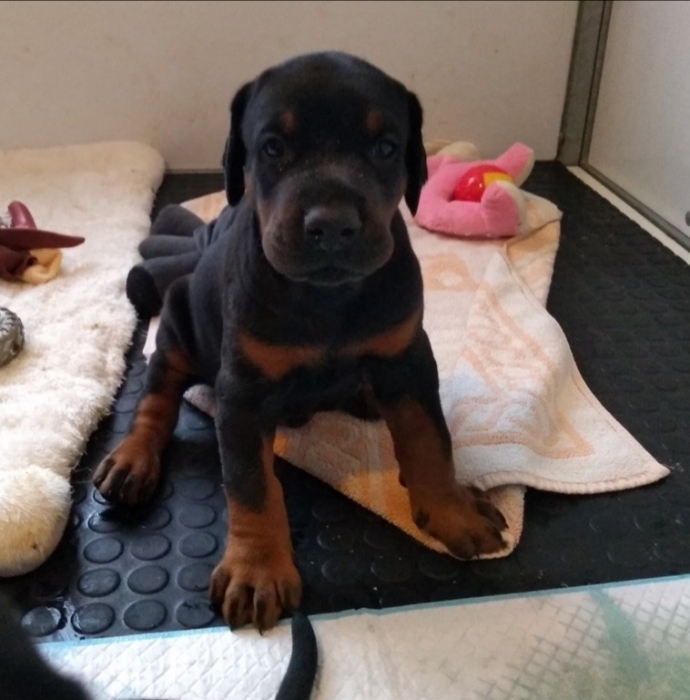 Doberman Pinsher 📸