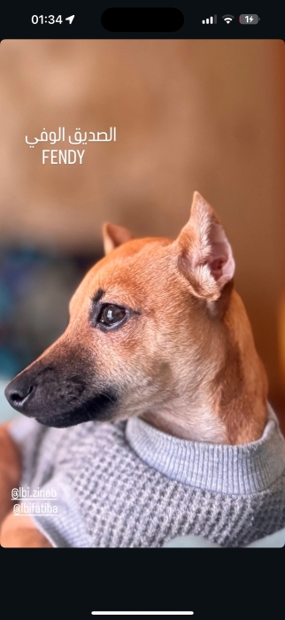 Pinscher nain femelle de 10 mois – cherche famille aimante