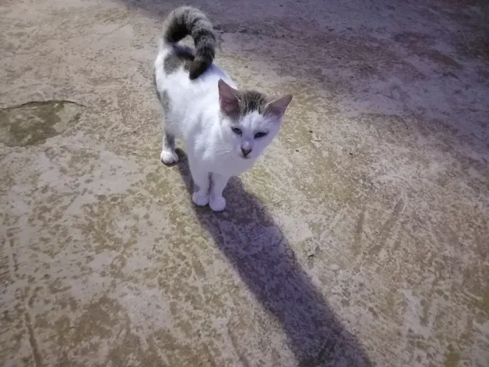 Chat sterilisé pour adoption