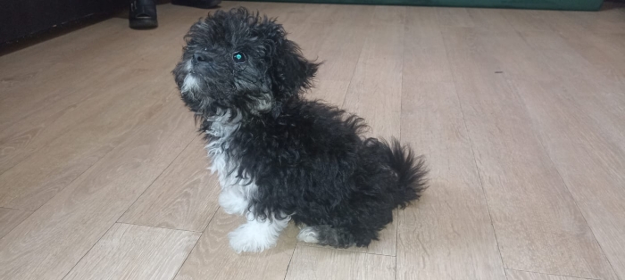 vente chiot havannais femelle pure race VACCINEE