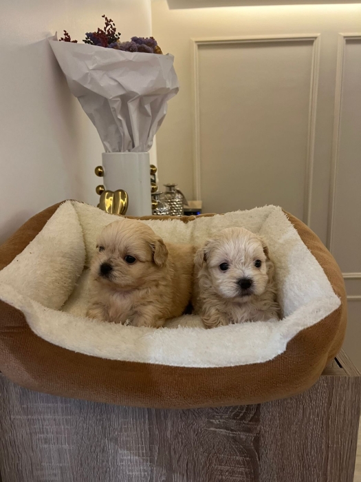 Bichon Havanais 🎊