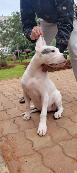 Femelle dog argentin