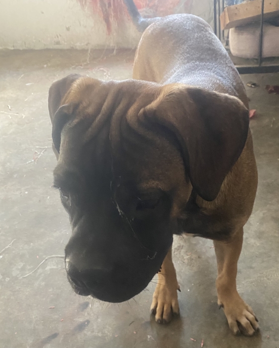 Magnifique chiot Presa Canario mâle à vendre 🐾