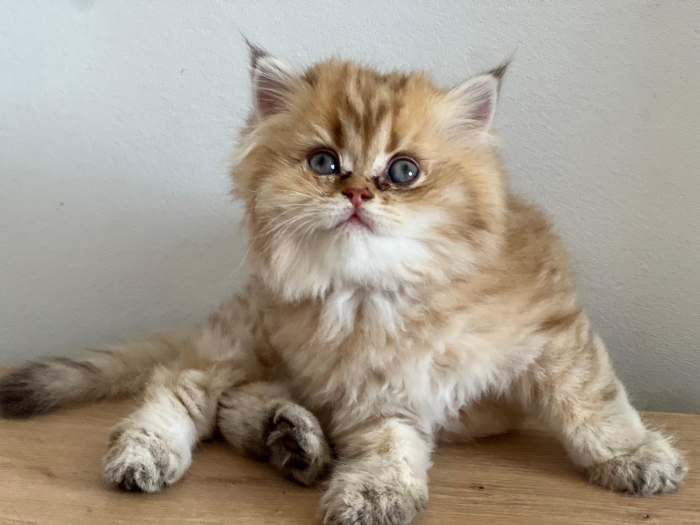 Femelle Scottish Straight Longhair