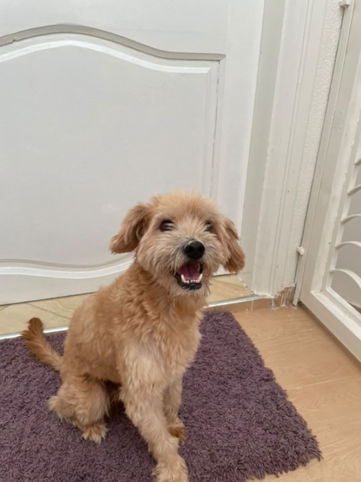 Cherche femelle caniche pour accouplement