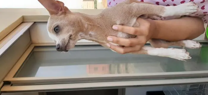 Chihuahua