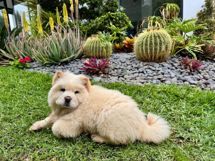 Chow Chow blanche cherche à être adoptée
