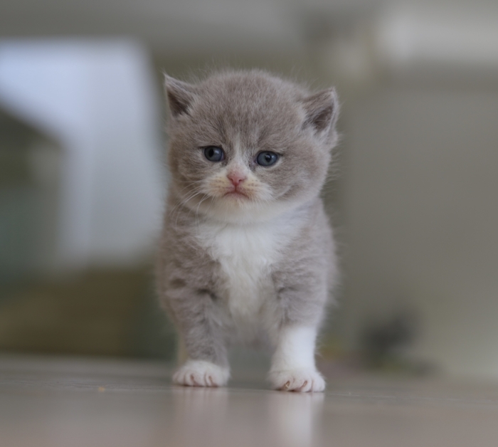 Chatons british chocolats / choco bicolores et fawn bicolores