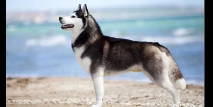 Bon chien pour vende (كلب للبيع)