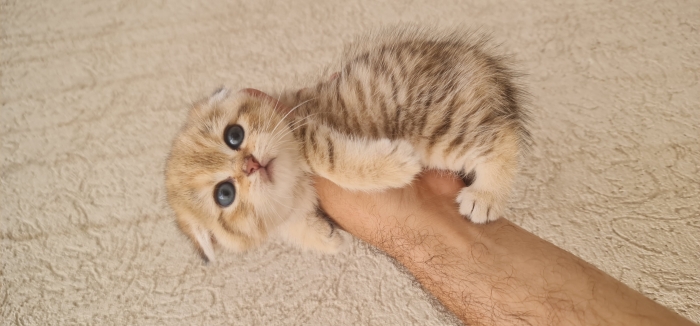 Scottish fold et british golden