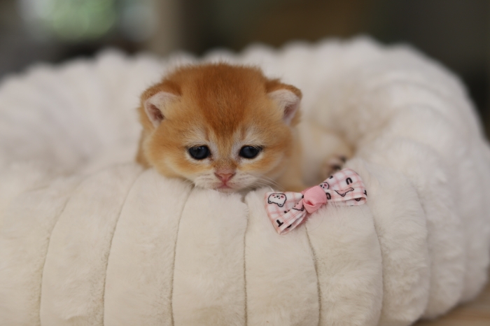 British shorthair golden shell femelles pedigree wcf