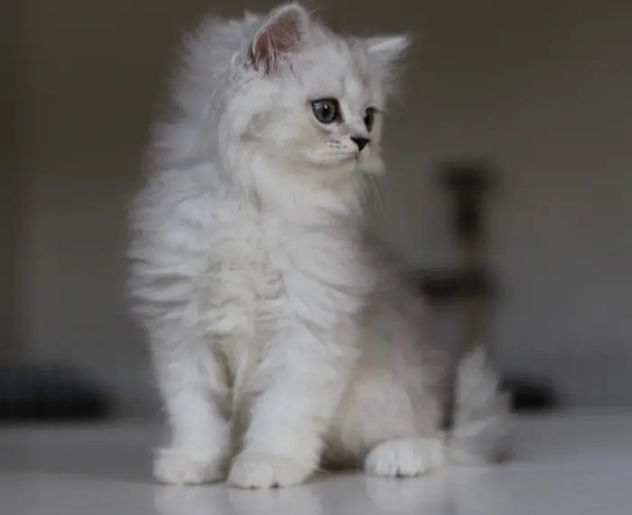 british highland straight