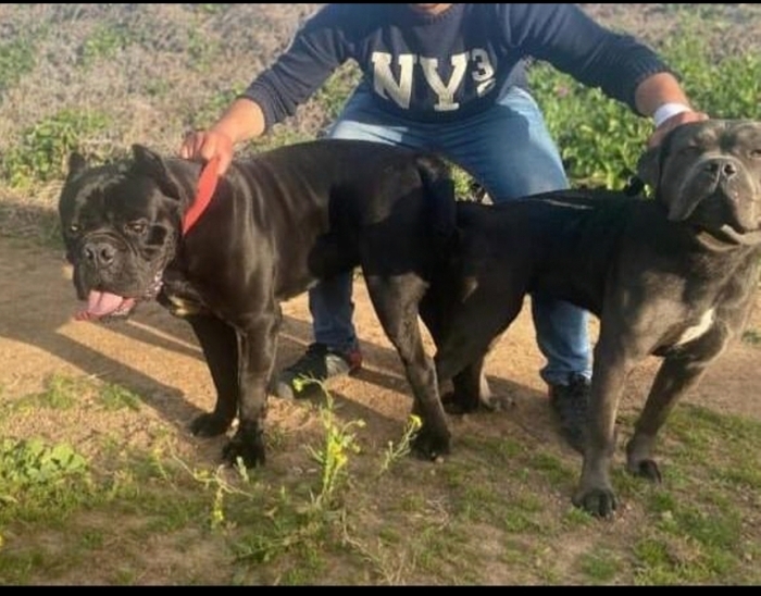 Cane Corso