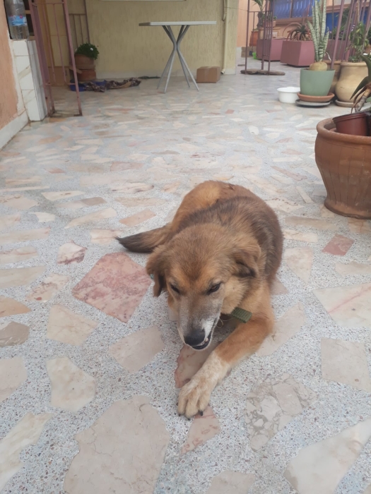 Aidi berger de l'Atlas