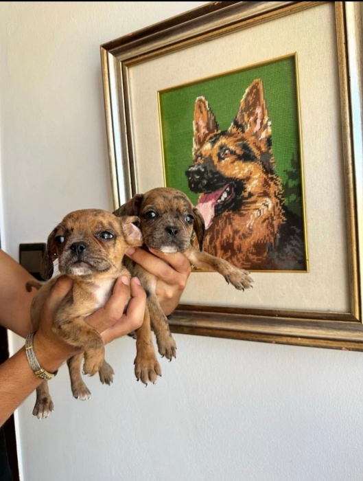 Bulldog Français Exotic Mixt Cavalier King Charles