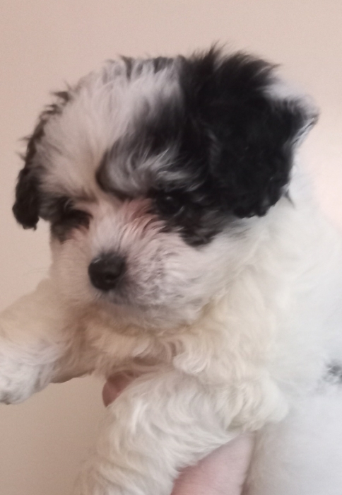 Chiots Bichons Havanais