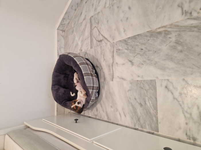 Chiot beagle race pure