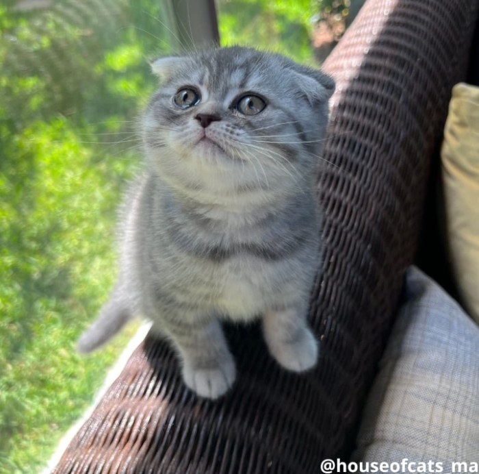 Scottish straight &fold