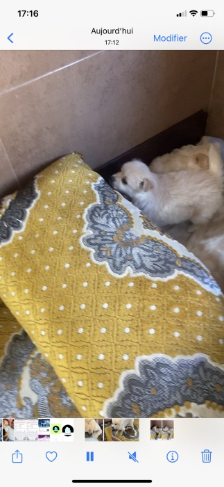 Chiot Spitz pure race