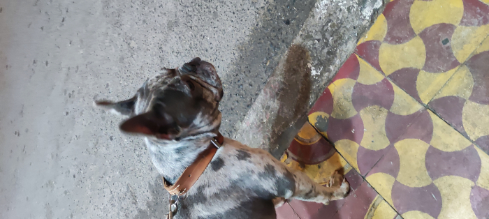 Bulldog français pour accouplement