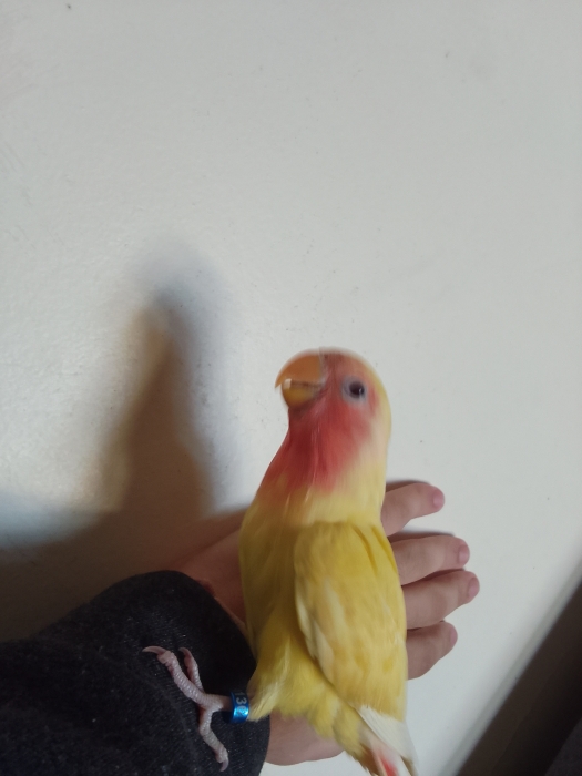 inséparable roz lotino dreser