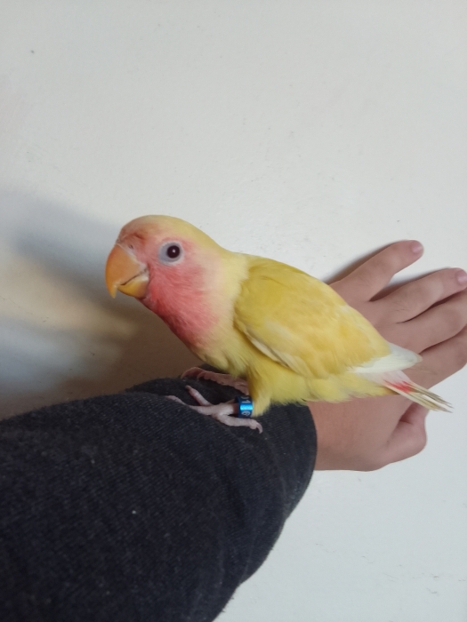 inséparable roz lotino dreser