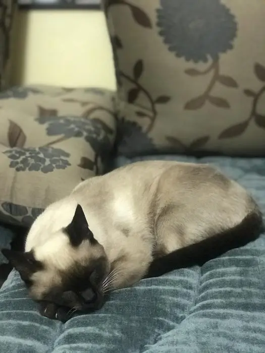 Vente chat siamois mâle 1an