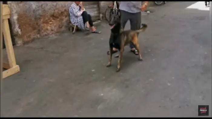 مالينو شاربوني