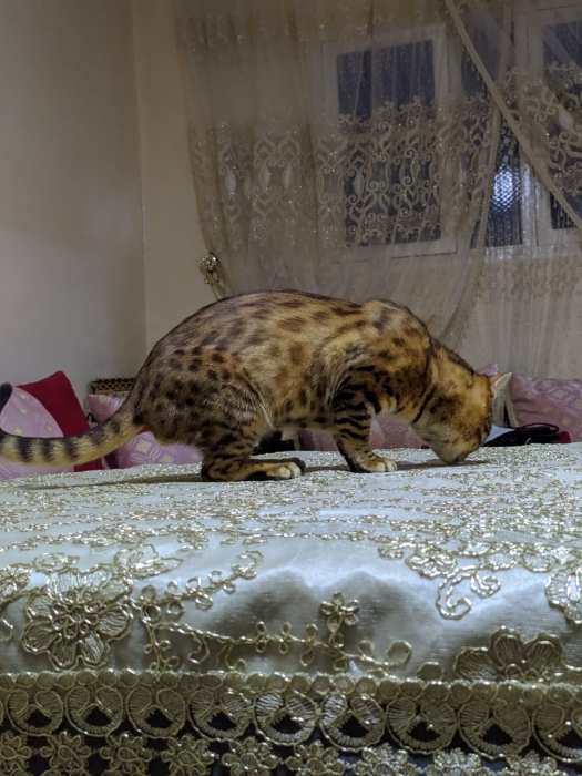 Chat bengal