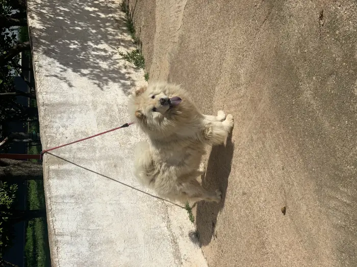Chien chowchow