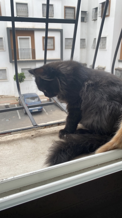 Chaton persan 3 mois ( Chinchilla) trop adorable