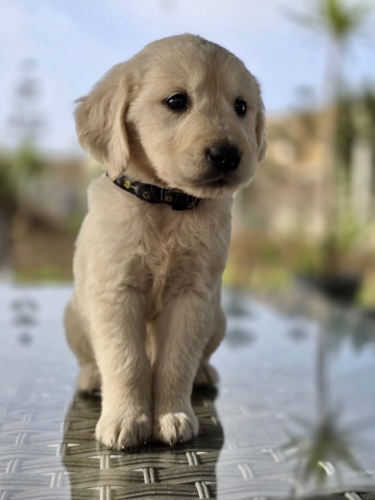 Chiot Golden Retriever Mâle