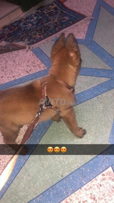 chiots malinois a vendre